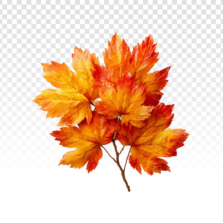 PSD gratuit amas vibrant de feuilles d'érable d'automne