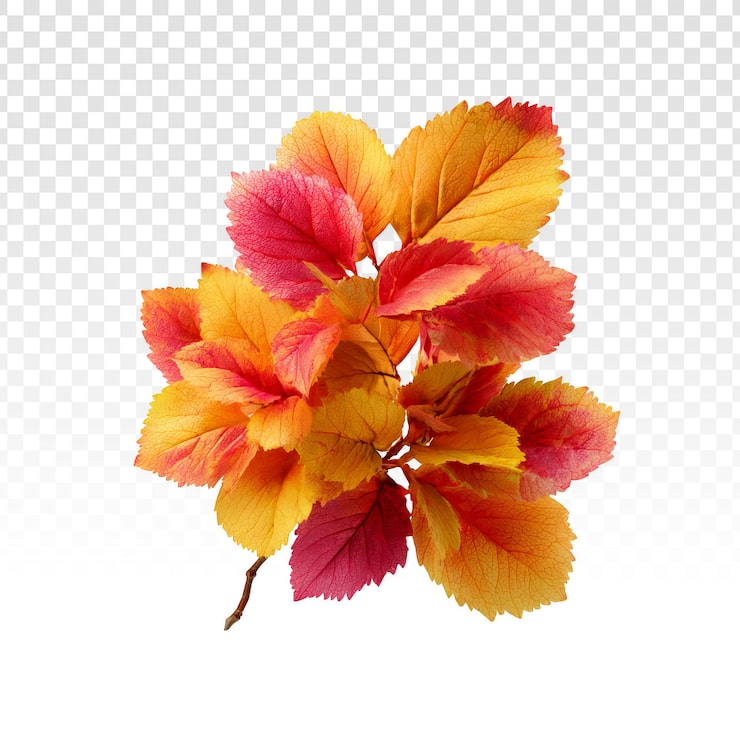 PSD gratuit la branche des feuilles d'automne vibrante