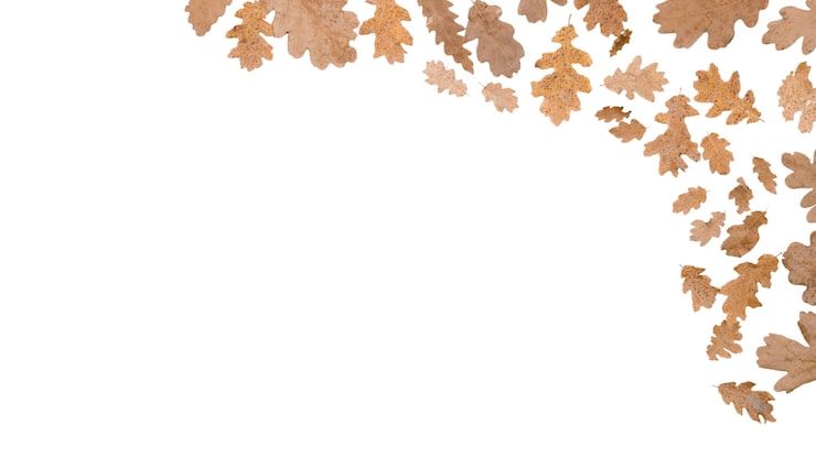 PSD gratuit conception du cadre de feuillage d'automne