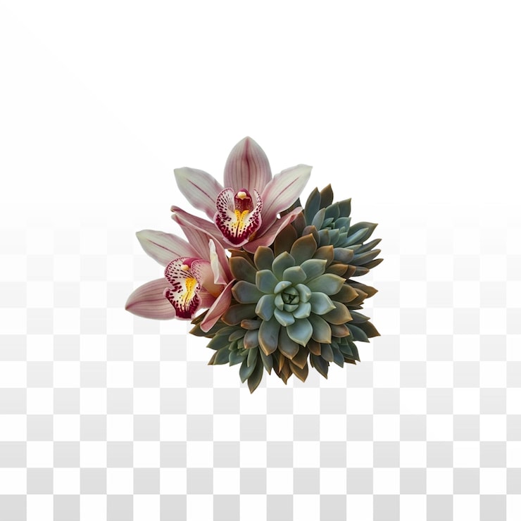 PSD gratuit élégantes orchidées roses et plantes succulentes éclatantes isolées sur blanc