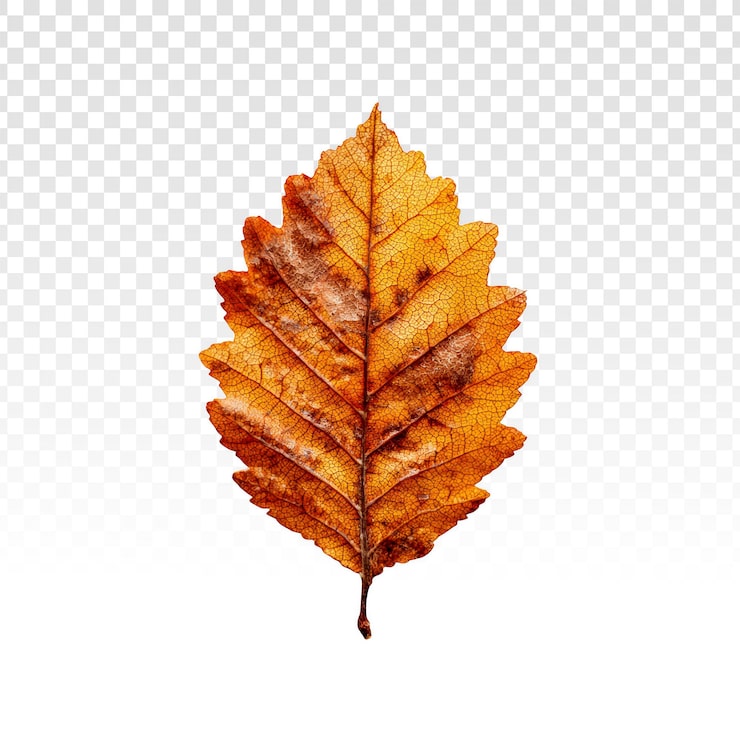 PSD gratuit feuille d'automne orange séchée isolée