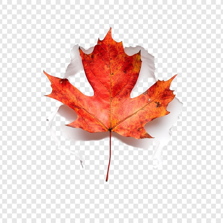 PSD gratuit la feuille d'érable d'automne à travers le papier déchiré