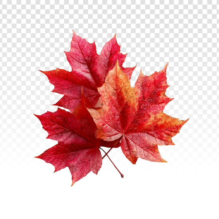 PSD gratuit feuilles d'érable d'automne rouge éclatant isolées sur fond transparent