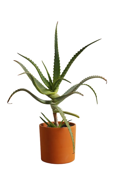 PSD gratuit plante d'intérieur isolée