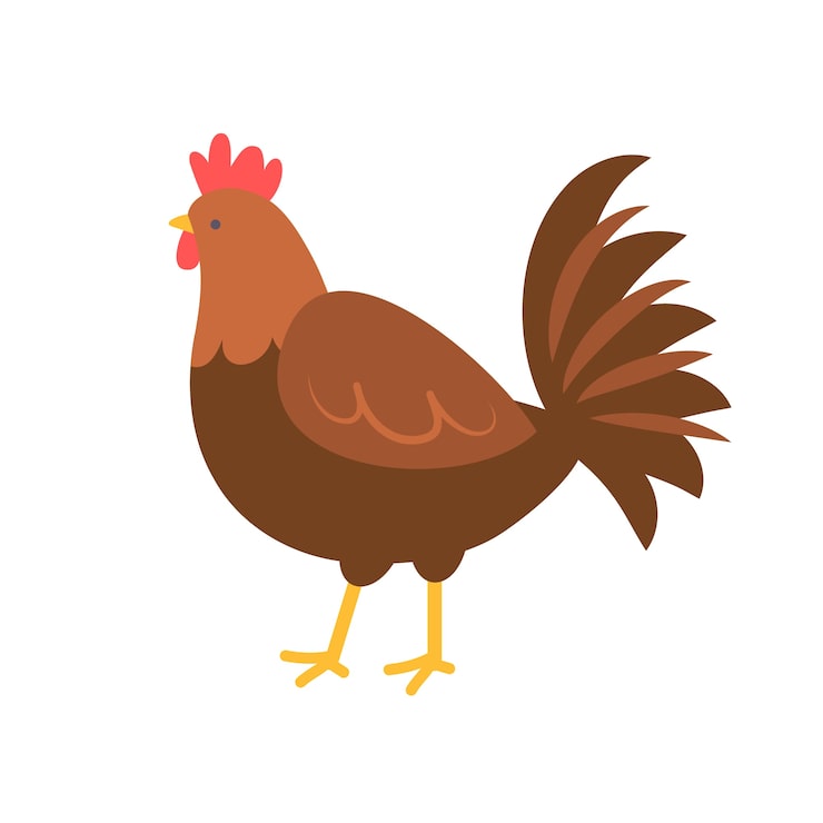 PSD gratuit poulet isolé de conception plate