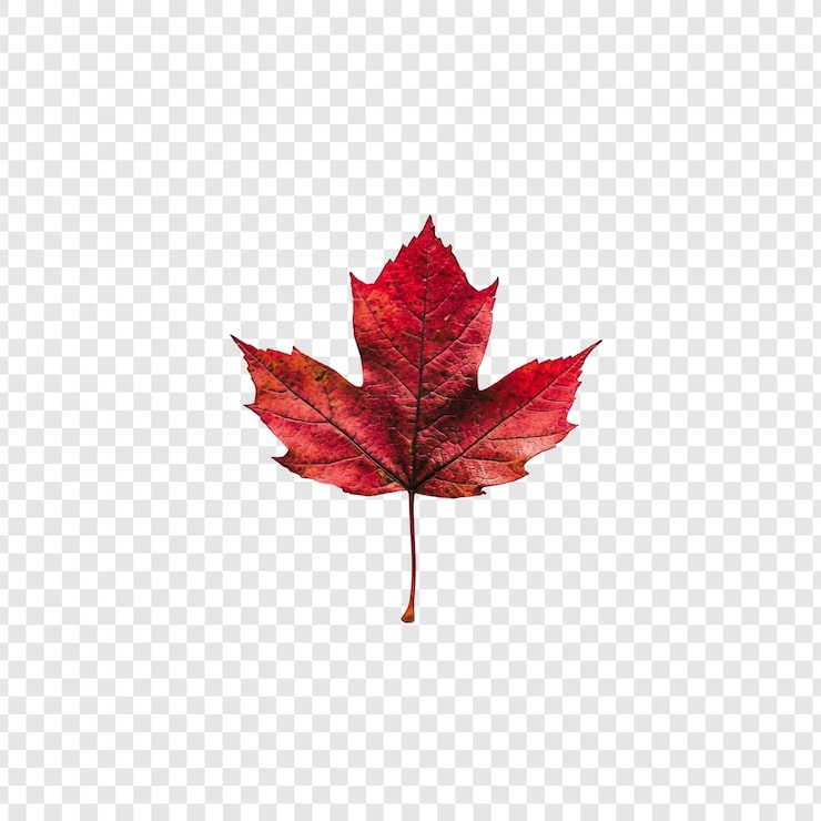 PSD gratuit une seule feuille d'automne sur un fond transparent