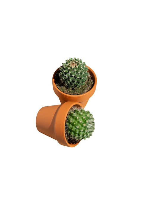 PSD gratuit vue d'un cactus dans un pot
