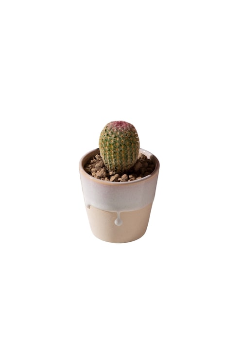 PSD gratuit vue d'un cactus dans un pot