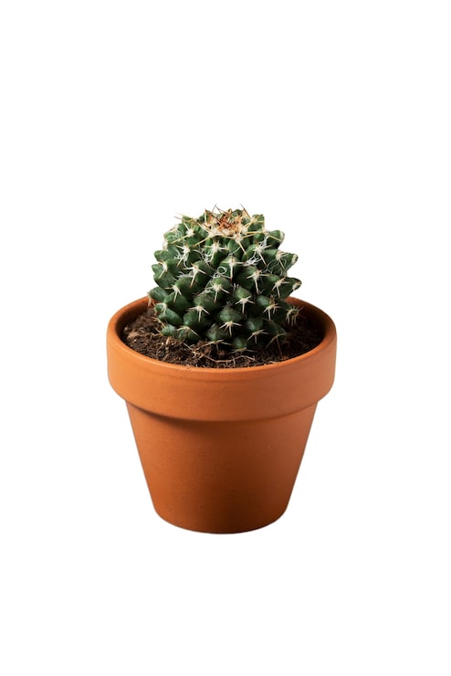 PSD gratuit vue d'un cactus dans un pot