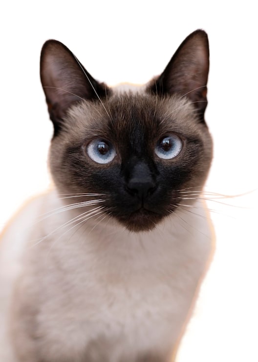 PSD grátis belo retrato de gato isolado