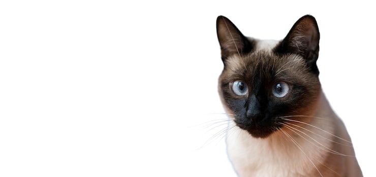 PSD grátis belo retrato de gato isolado