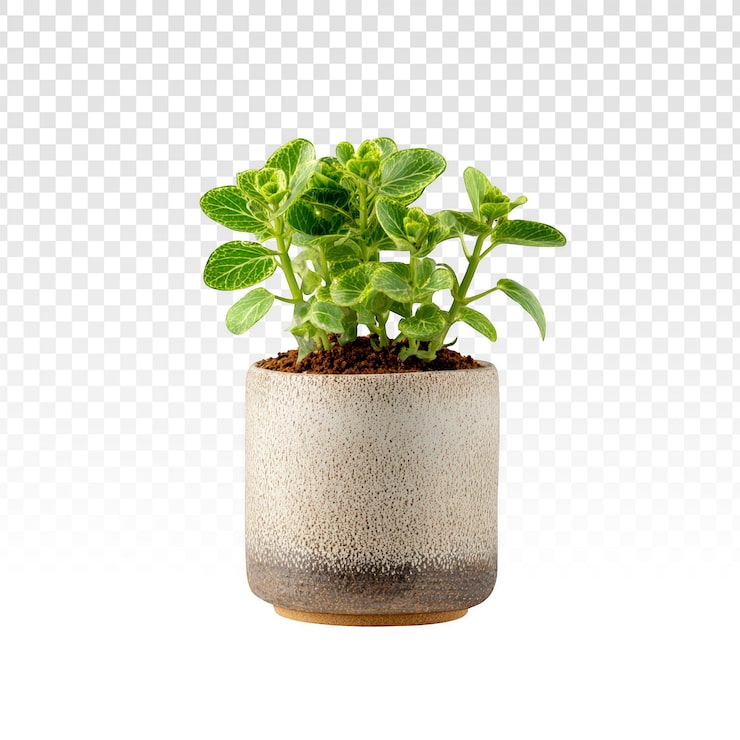 PSD grátis pequena planta de interior verde em vaso de cerâmica