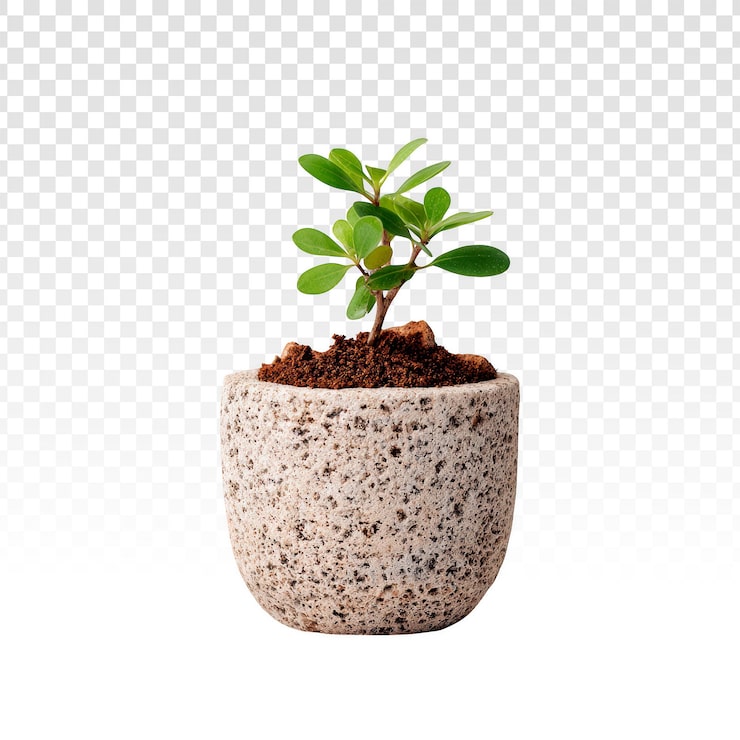 PSD grátis pequena planta verde em vaso de pedra