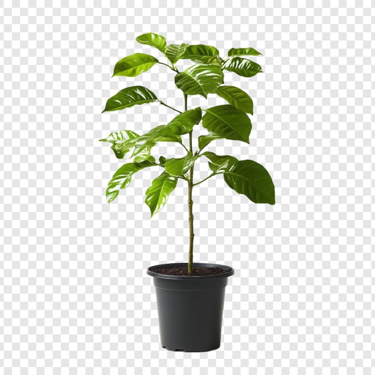 PSD grátis planta de café verde vibrante em uma panela