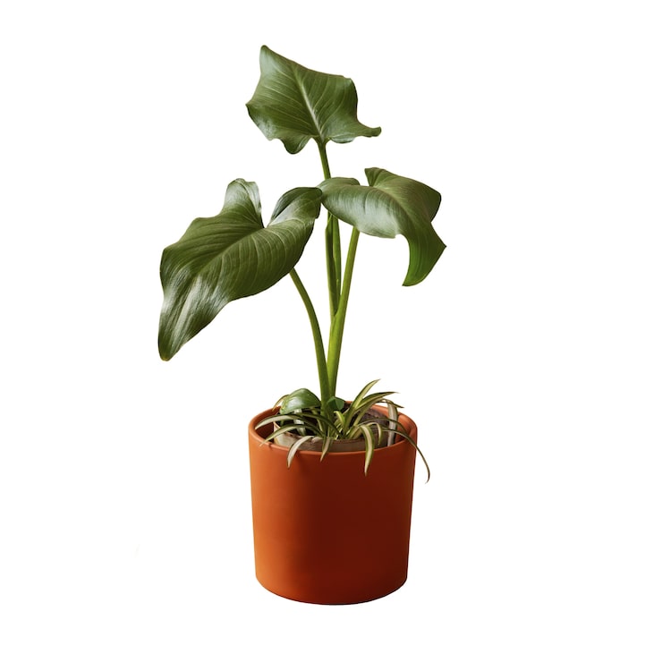 PSD grátis plantas de interior isoladas