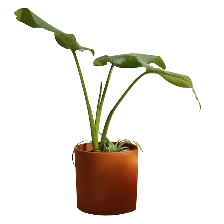 PSD grátis plantas de interior isoladas