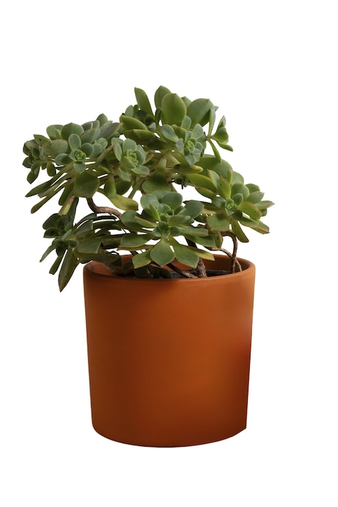 PSD grátis plantas de interior isoladas