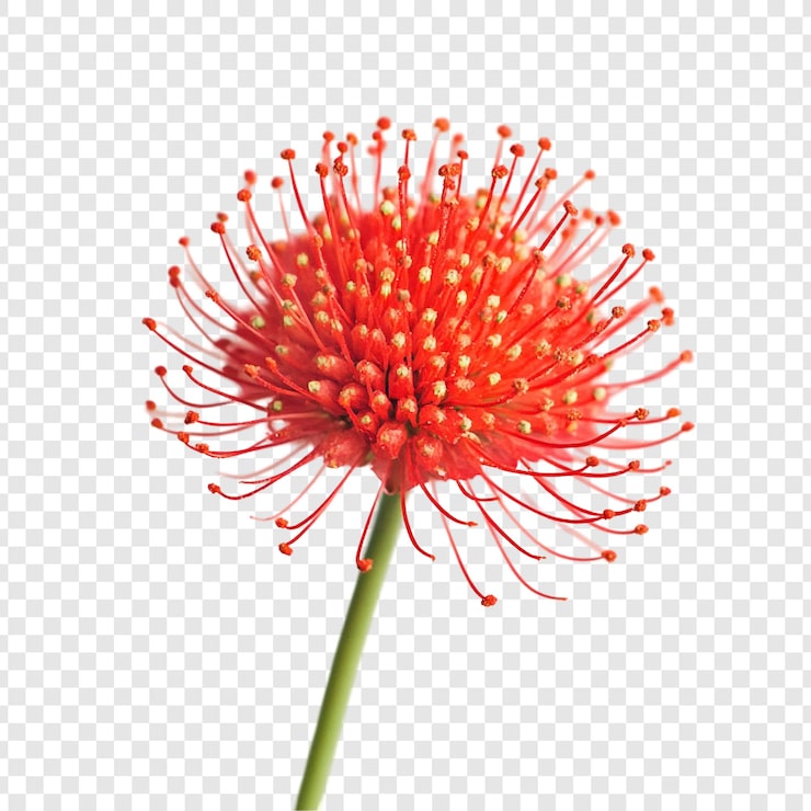 Miễn phí PSD hoa pincushion màu đỏ thẫm tuyệt đẹp