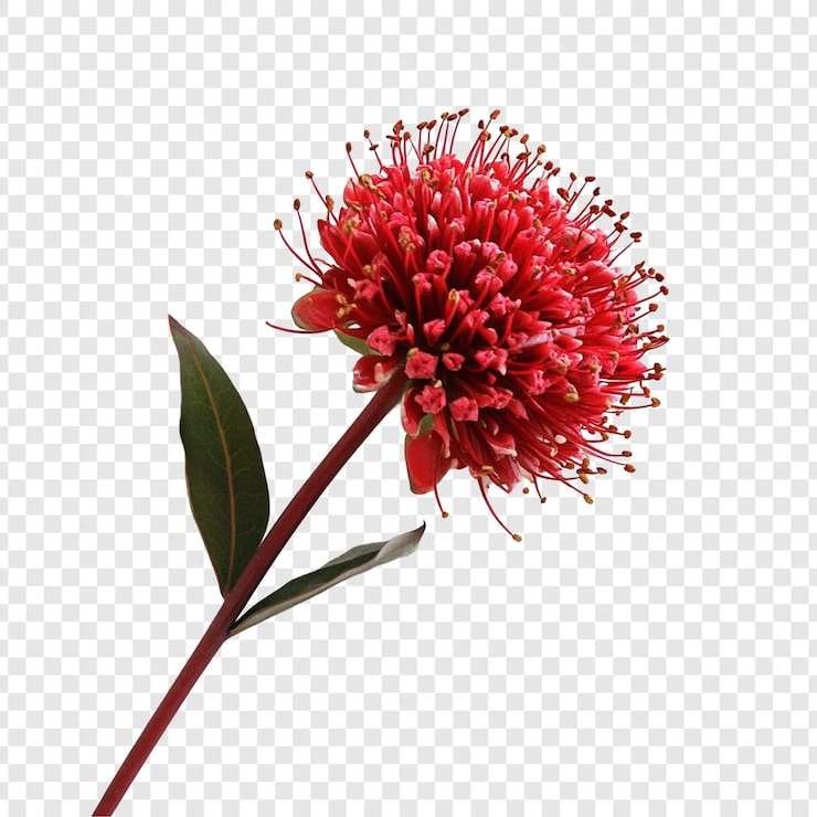 Miễn phí PSD hoa pincushion màu đỏ thẫm tuyệt đẹp