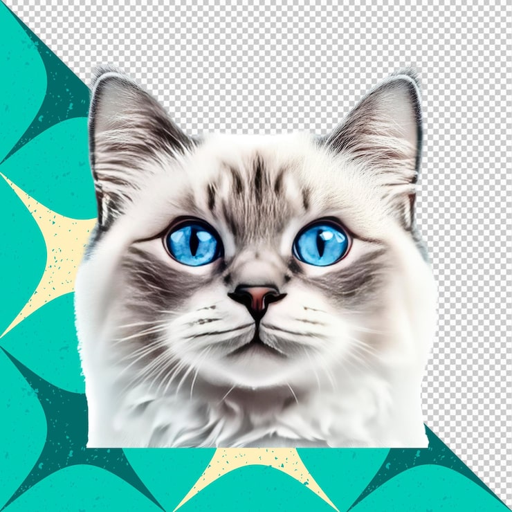 PSD adorável gato ragdoll