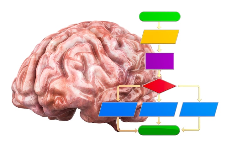 PSD algoritmo con representación 3d del cerebro humano aislado en un fondo transparente