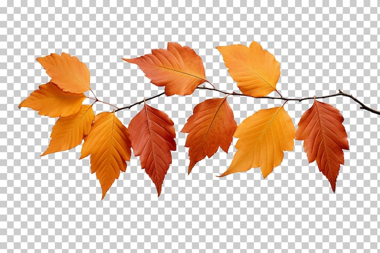 PSD automne feuilles d'automne sur une branche isolée sur fond transparent png psd