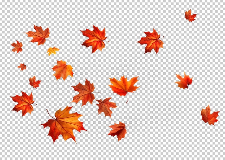 PSD feuille d'automne isolée sur un fond transparent