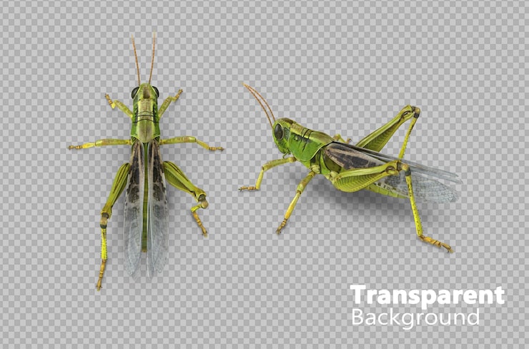 PSD gafanhoto em fundo transparente