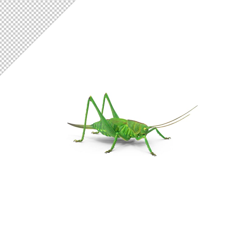 PSD gafanhoto png