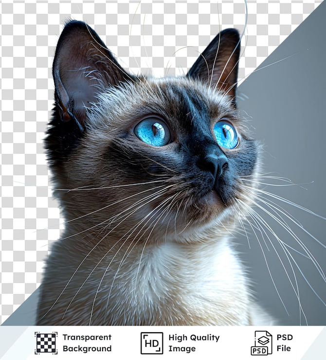 PSD imagem transparente de um gato de olhos azuis com bigodes brancos