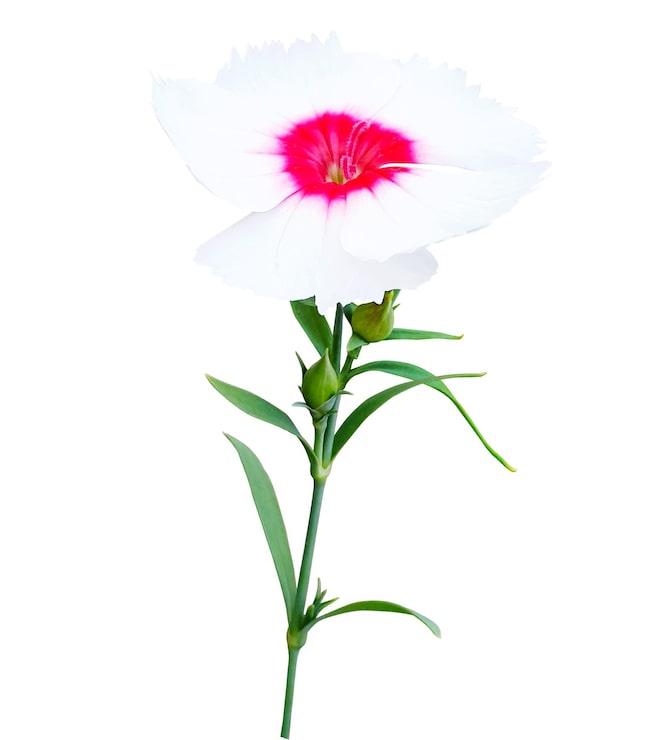 PSD leuchtende weiß-rosa nelkenblume mit grünem stiel und knospen
