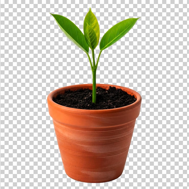 PSD muda verde jovem em vaso de terracota isolada em fundo branco.