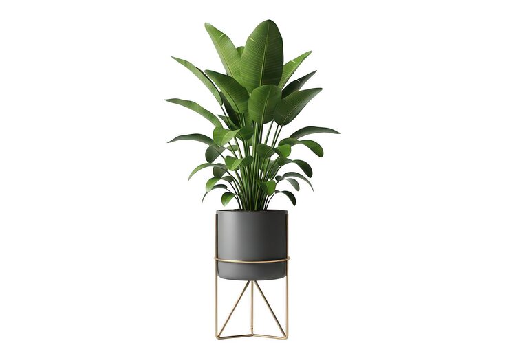 PSD pakis indoor elegan dalam pot modern