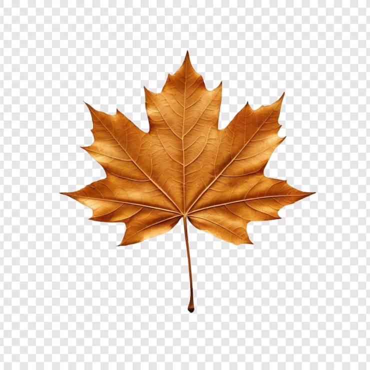 PSD photographie de la nature à l'automne avec une seule feuille d'érable brune séchée