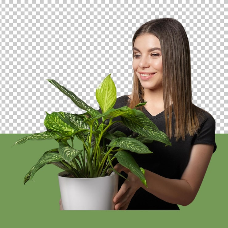 PSD plantas de interior png