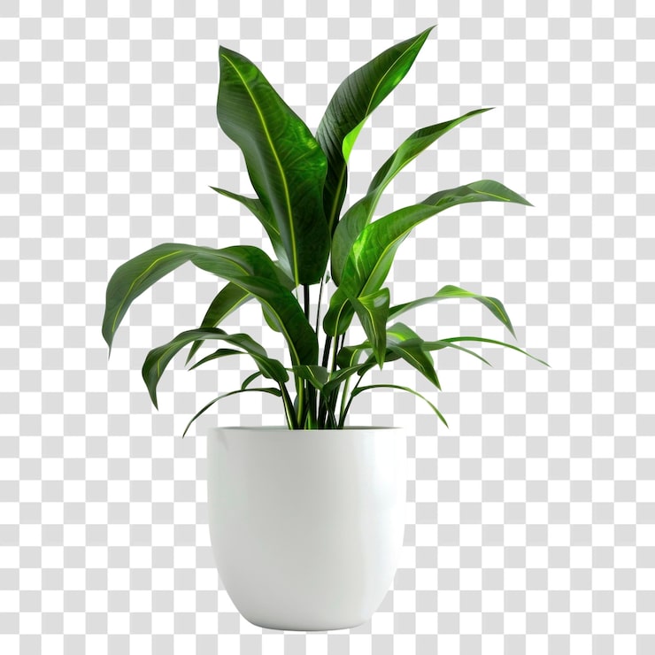 PSD png planter tanaman jagung tembikar mekar