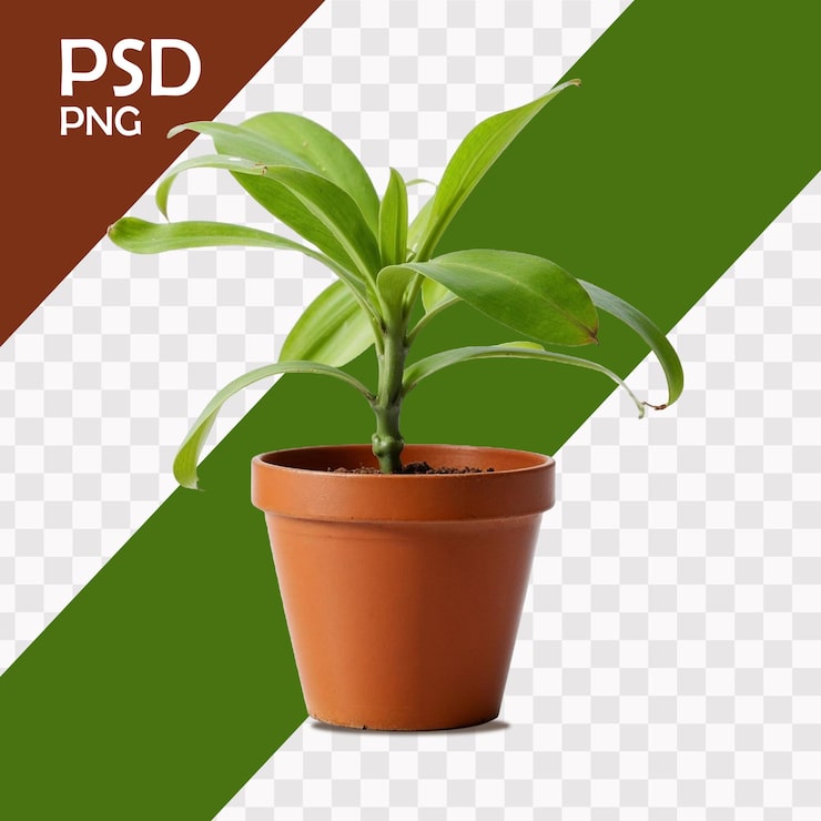 PSD pot de plantas psd com fundo isolado png