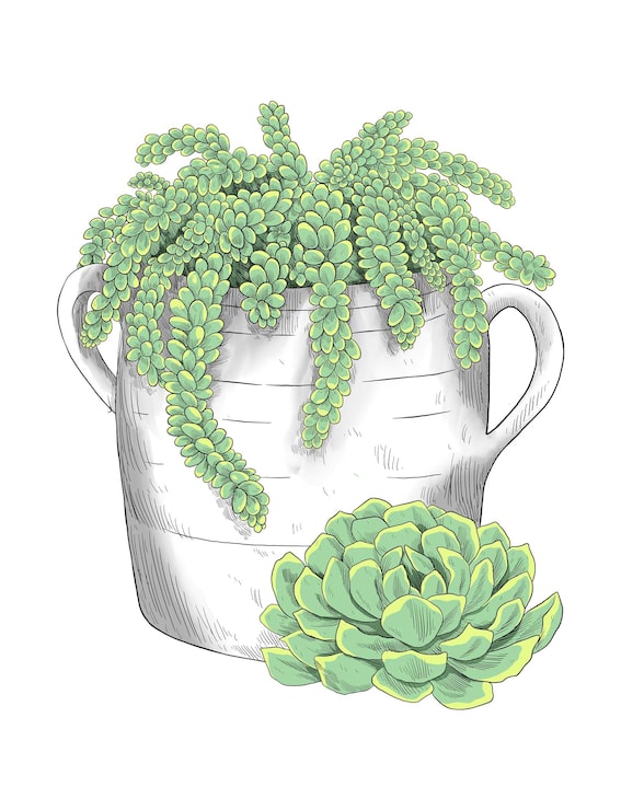 PSD succulents en cruche
