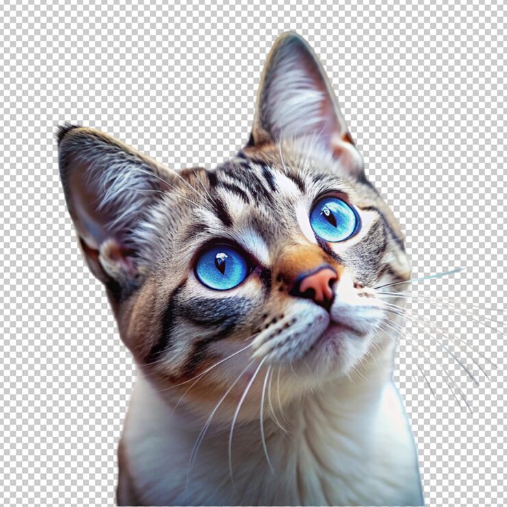 PSD um gato olhando para cima com olhos azuis