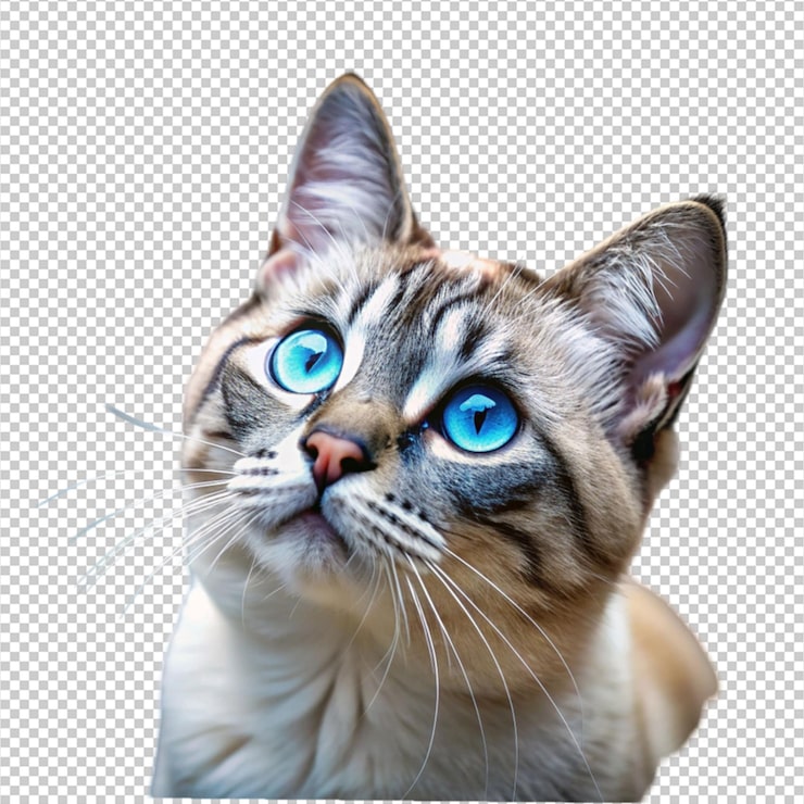 PSD um gato olhando para cima com olhos azuis