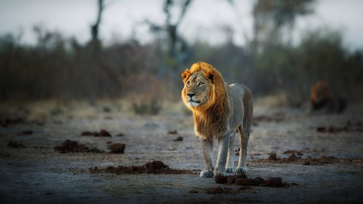 Ücretsiz Fotoğraf afrika aslanı'nın sıcak ışıkta portresi