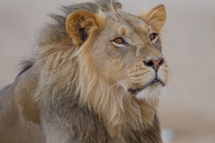 Ücretsiz Fotoğraf çölün ortasında muhteşem aslan