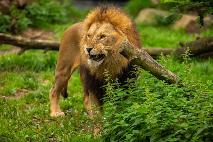 Ücretsiz Fotoğraf esaret altında güzel nesli tükenmekte olan aslan barların arkasında afrika yaban hayatı panthera leo doğal görünümlü yaşam alanında harika hayvan