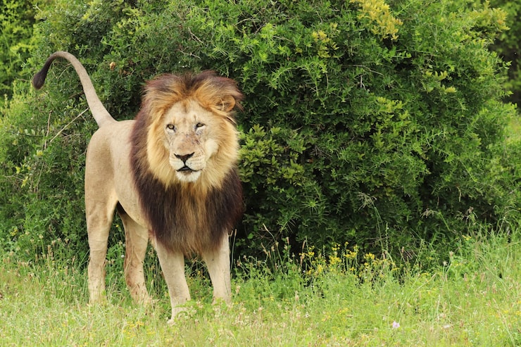 Ücretsiz Fotoğraf gün içinde addo elephant ulusal parkı'nda yürüyen tüylü aslan