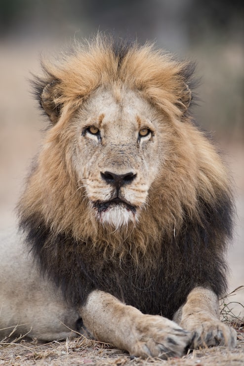 Ücretsiz Fotoğraf yerde yatan aslan portresi