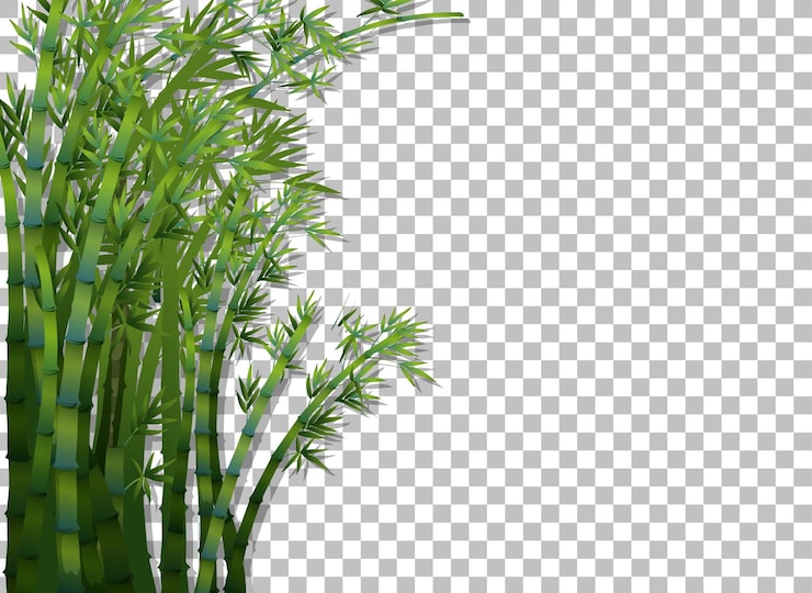 Vecteur gratuit arbre de bambou sur fond transparent