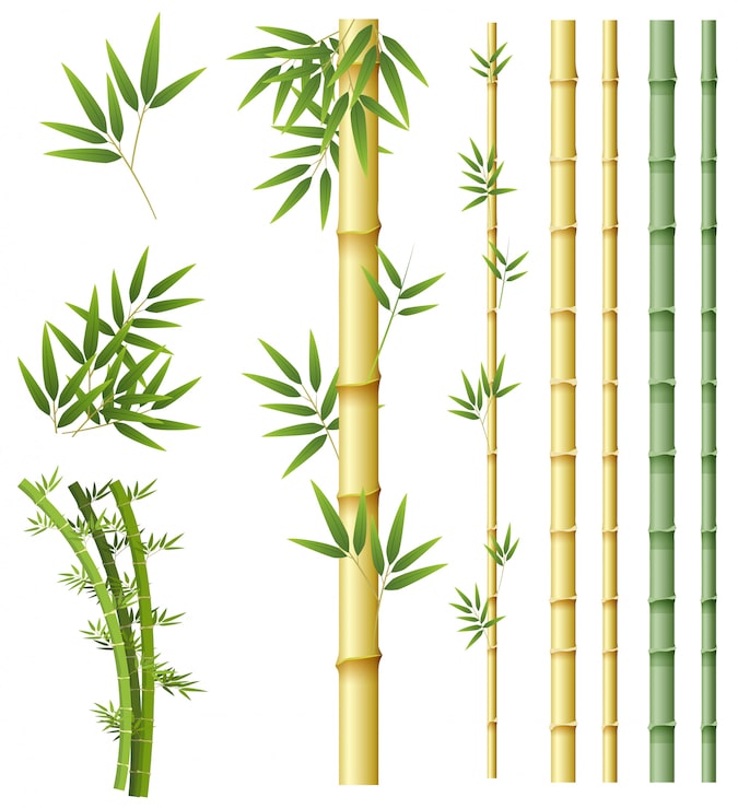 Vecteur ensemble de plante de bambou