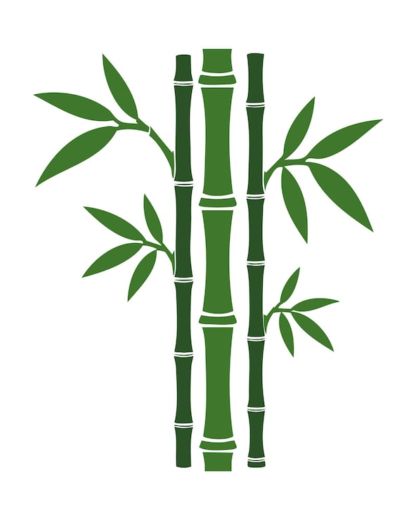 Vecteur des tiges de bambou vertes avec des feuilles isolées sur un fond blanc plantes de la forêt tropicale