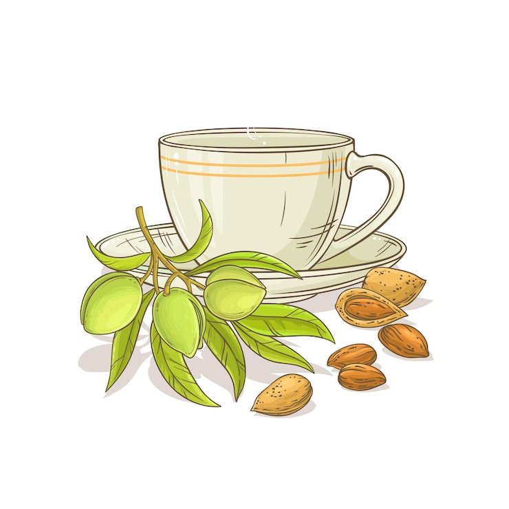 Vector hình minh họa tách trà hạnh nhân trên nền trắng