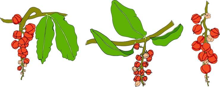 Vector trái cây guarana thành phần siêu thực phẩm cho nước tăng lực vẽ tay có màu hữu cơ tự nhiên